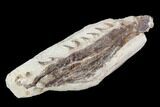 Fossil Mosasaur (Tethysaurus) Jaw Section - Goulmima, Morocco #107094-4